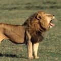 lion-1024x556
