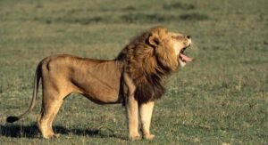 lion-1024x556