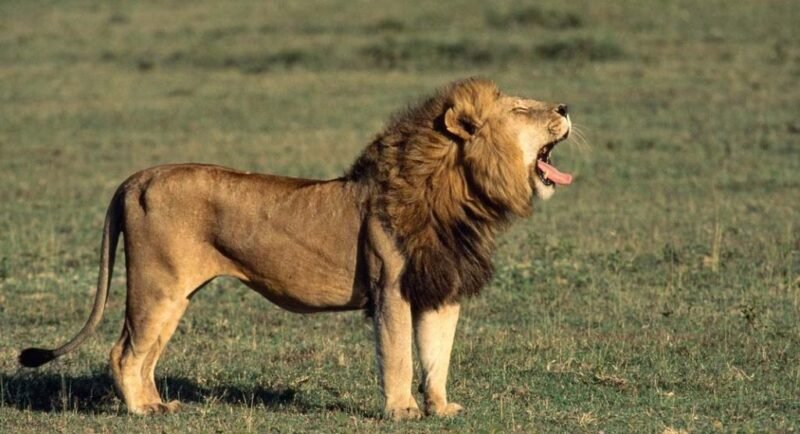 lion-1024x556