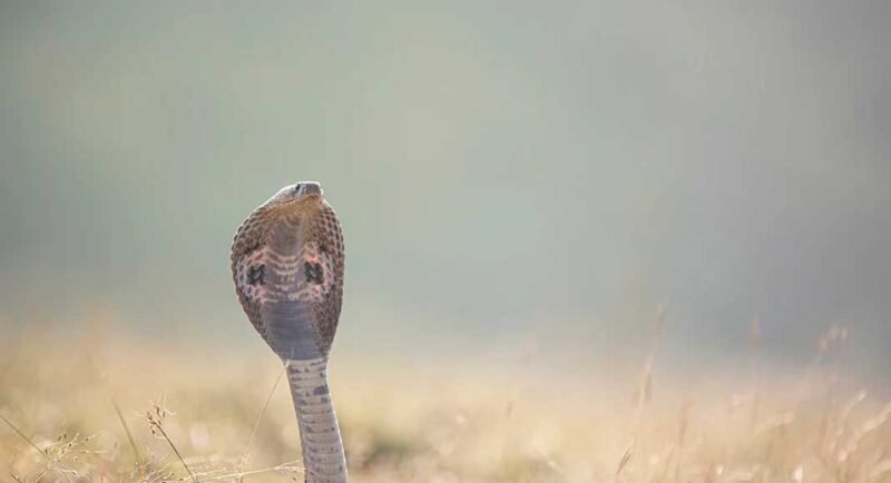 snake