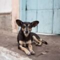 images - 2026-08-24T202956.742