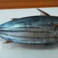 tuna-new-680x450