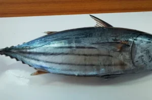 tuna-new-680x450