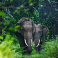 wb-elephant-680x450
