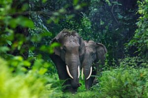 wb-elephant-680x450