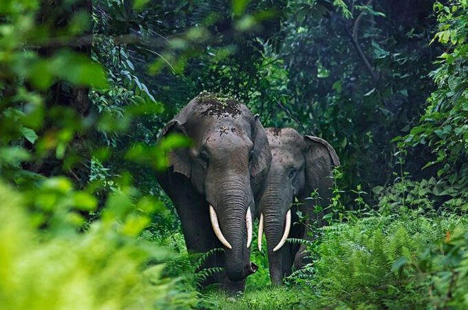 wb-elephant-680x450